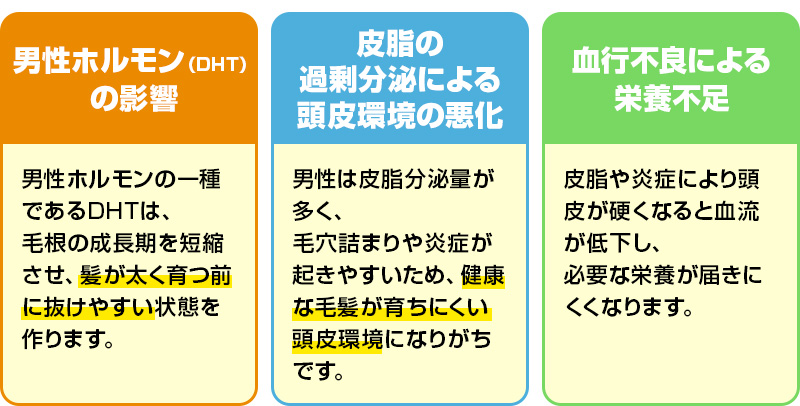 男性ホルモン（DHT）の影響・皮脂の過剰分泌による頭皮環境の悪化・血行不良による栄養不足